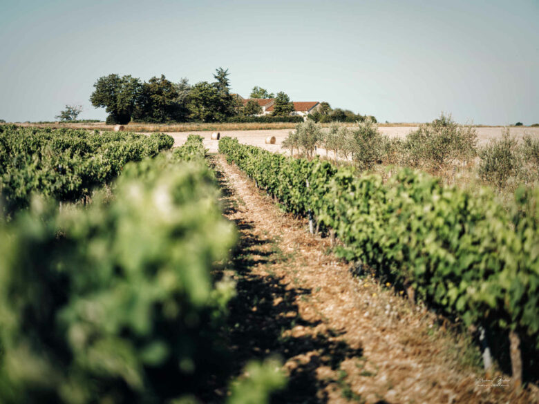 photo corporate domaine viticole